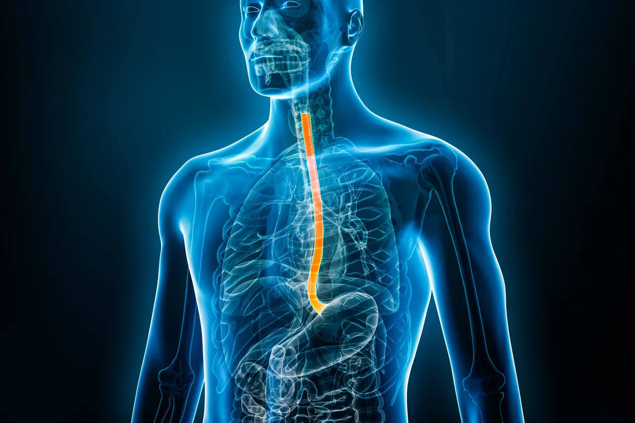 Esófago y su anatomía