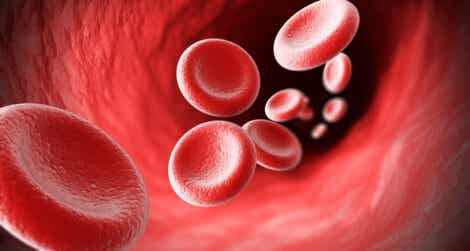 RDW alto o bajo en hemograma: ¿qué significan sus valores?