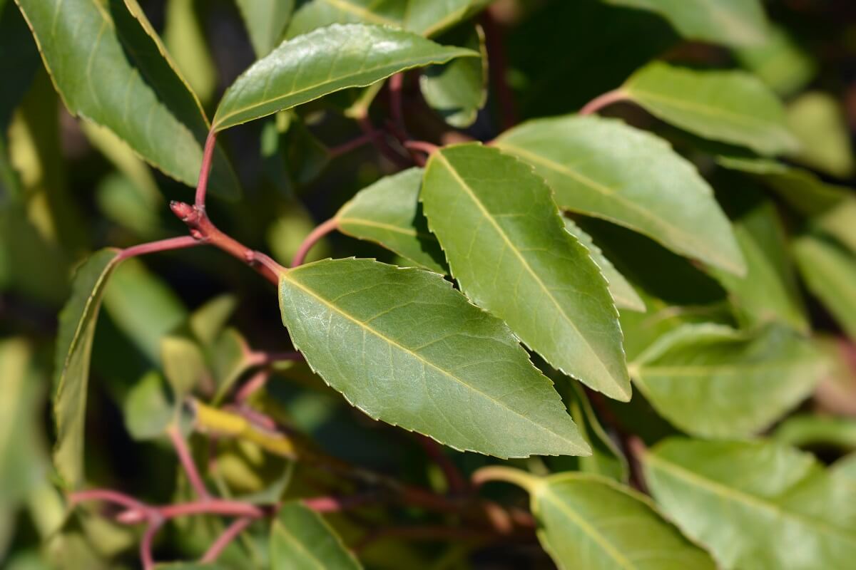 Laurel, una de las plantas para refrescar la casa