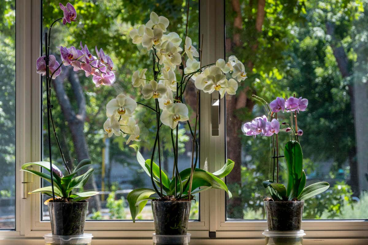 Las orquídeas contienen un potencial néctar que atrae a los mosquitos. 