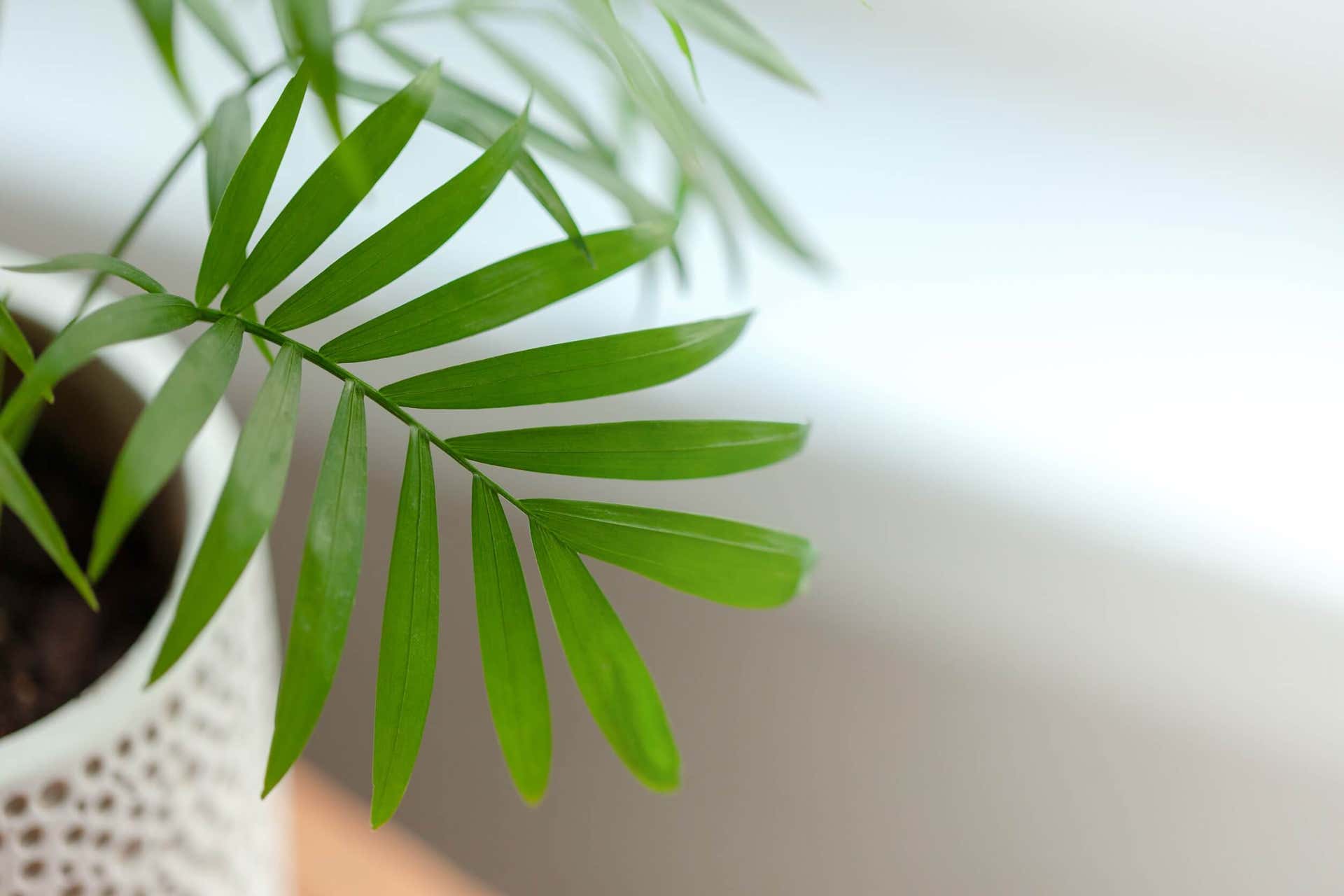 La areca o palma de bambú ayuda a purificar el aire y mantener el ambiente muy fresco.