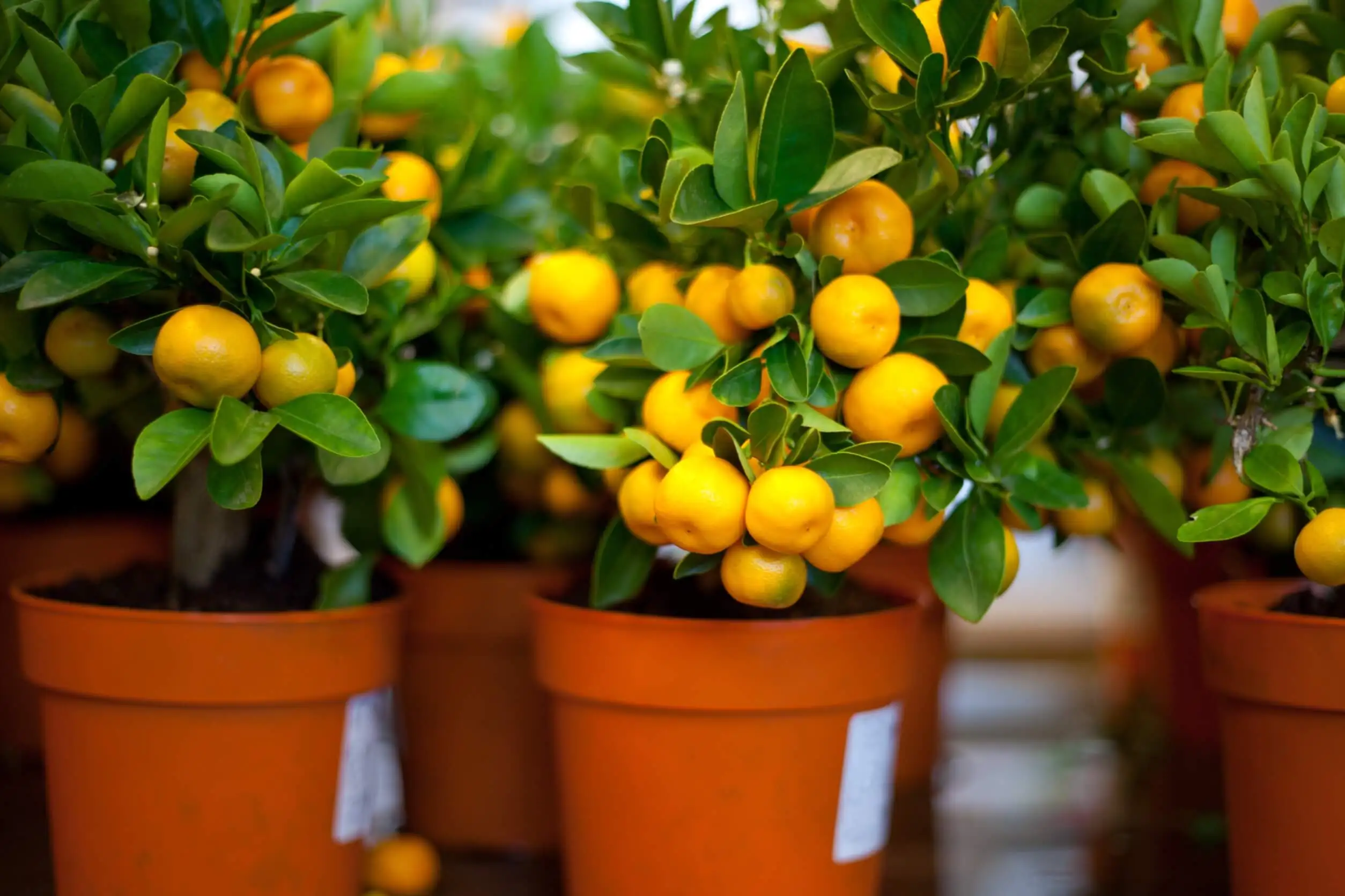 Los limoneros no solo refrescan el aire, también añaden un aroma cítrico muy sabroso.