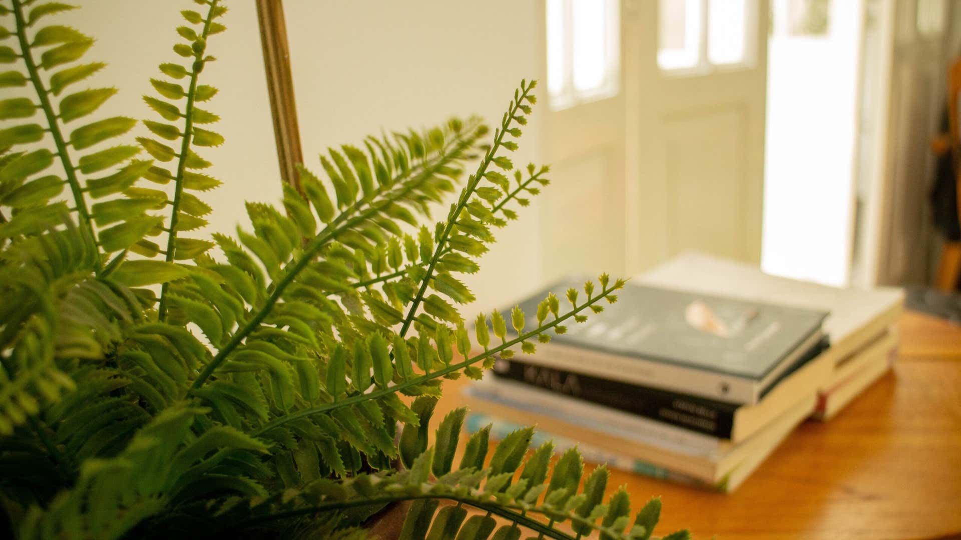 Los helechos son plantas muy versátiles que ayudan a refrescar tu casa.