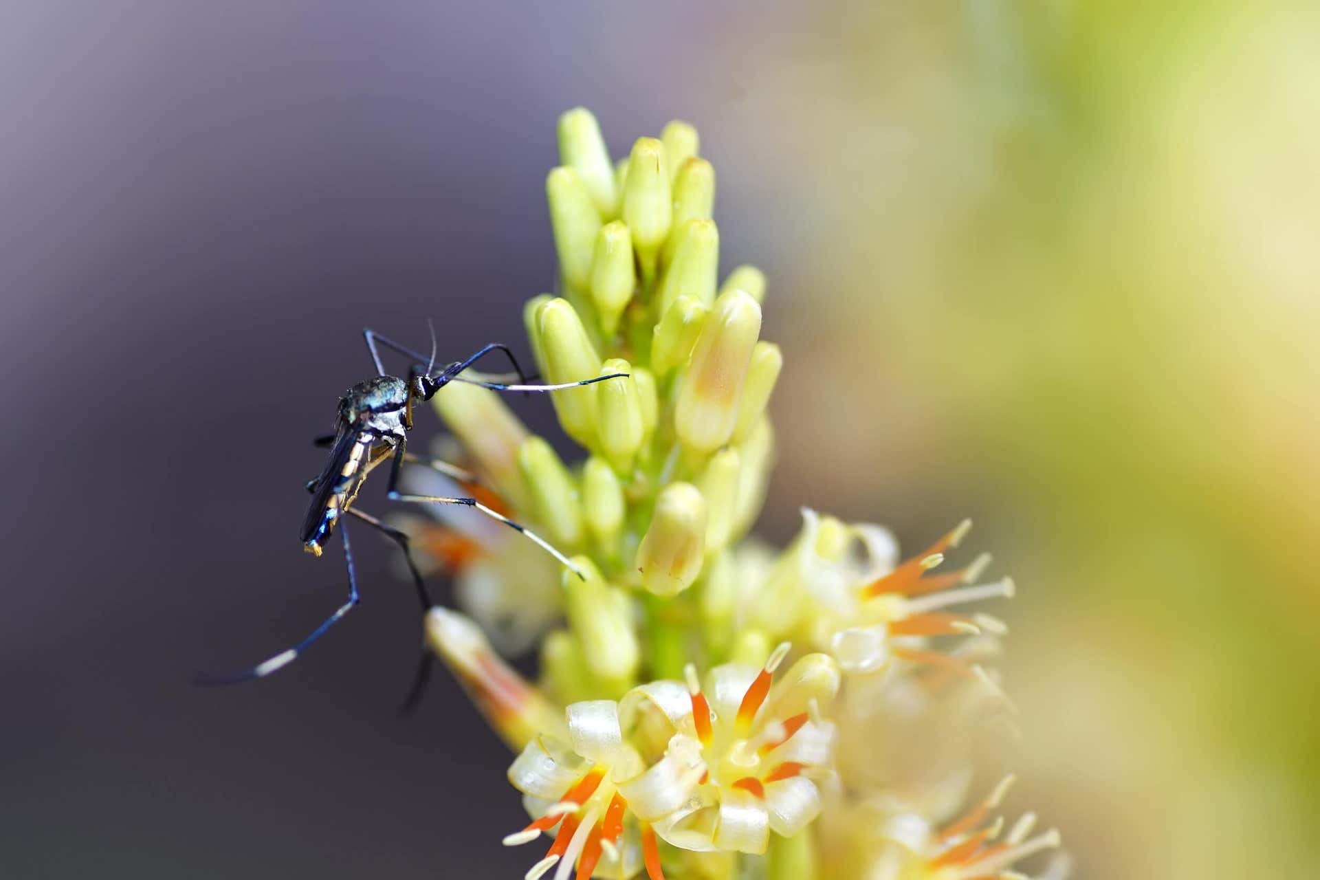 Evita estos 2 tipos de plantas que atraen los mosquitos si eres propenso a picaduras