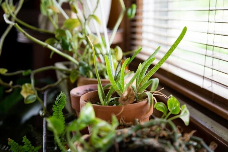 Descubre estas plantas perfectas para refrescar la casa - Jardinatis