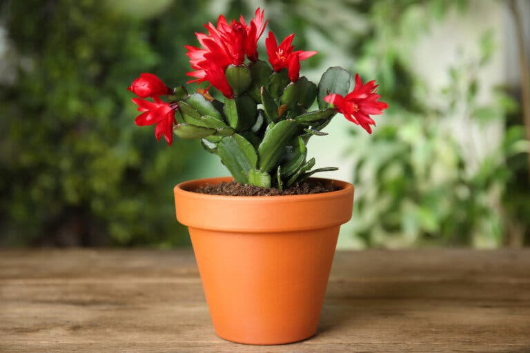 Cactus de Navidad