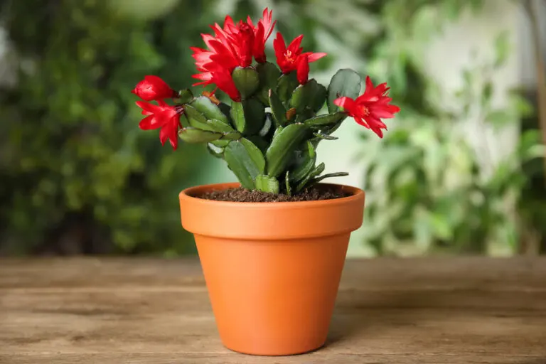 Cactus de Navidad