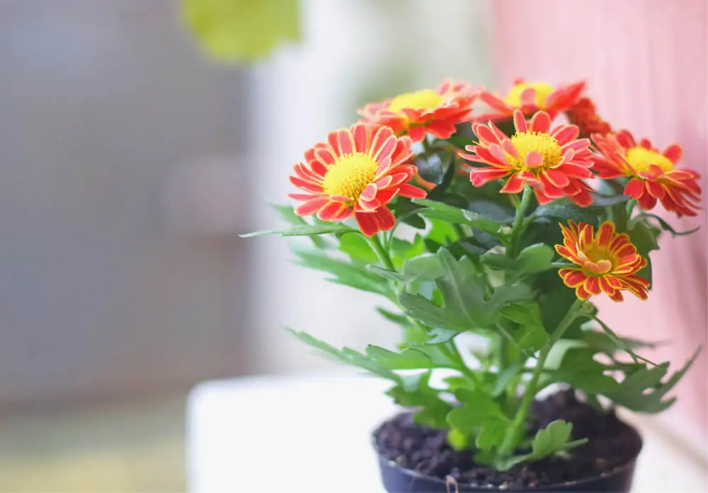 Gerbera