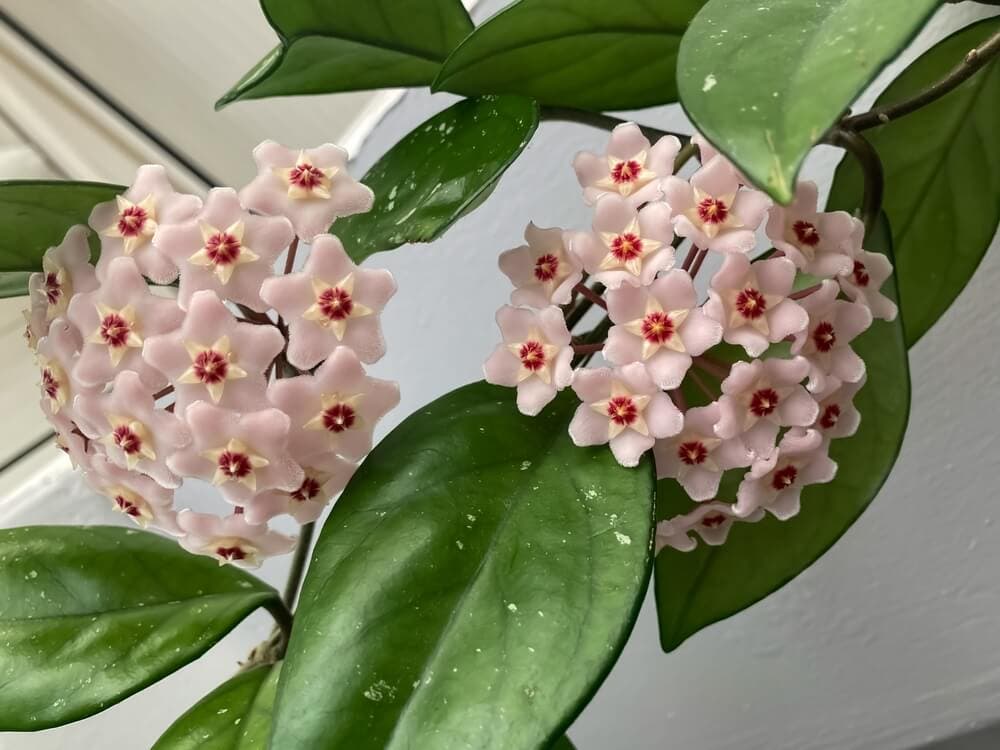 Hoya carnosa