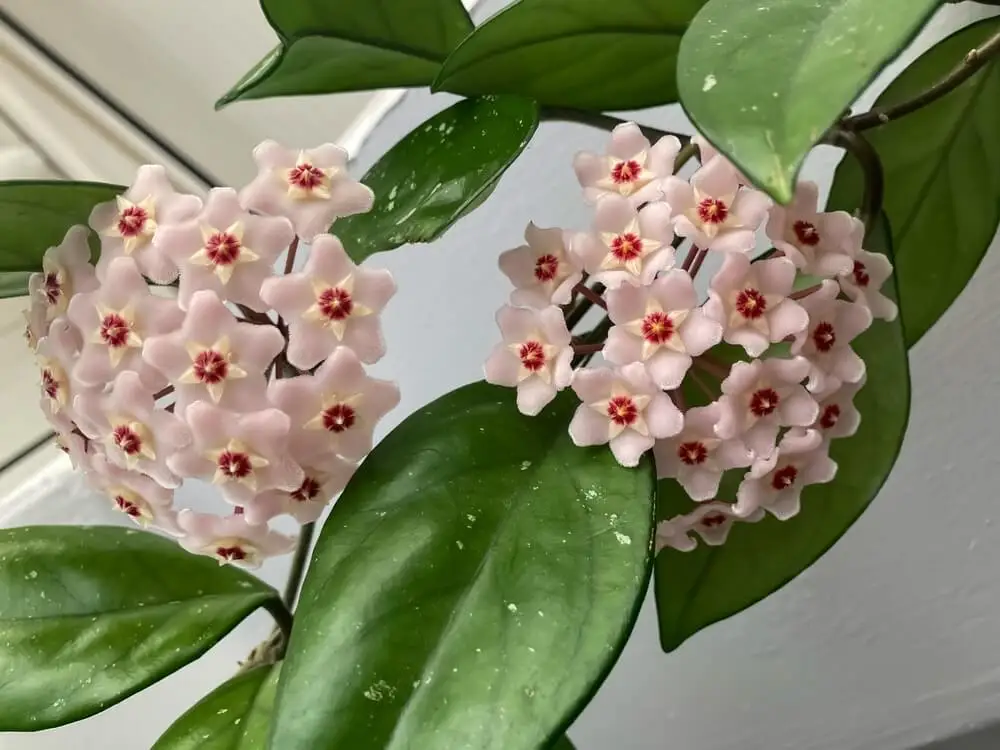 Hoya carnosa