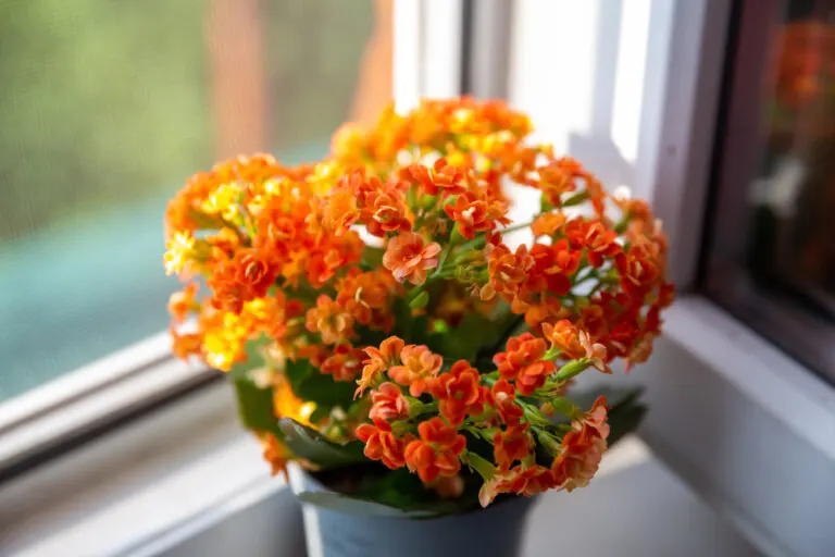 Kalanchoe