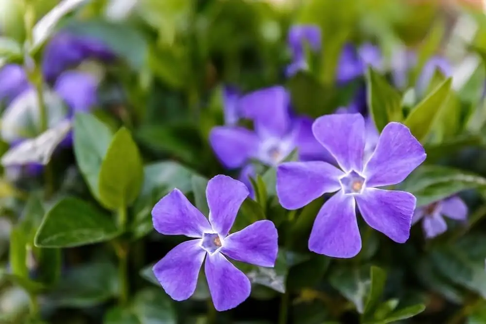 Vinca mayor