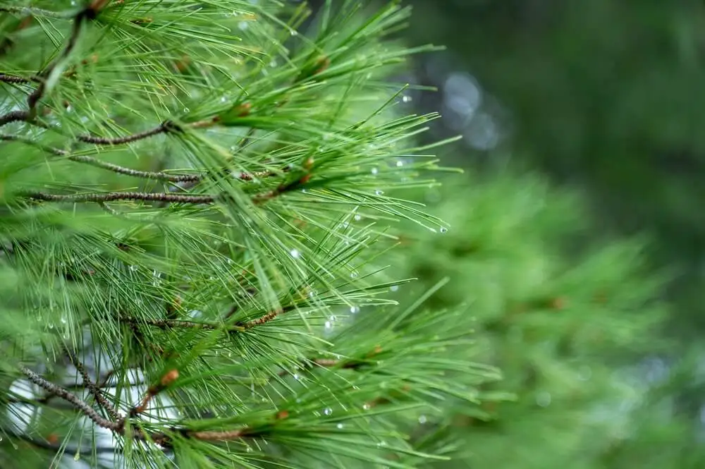 El pino es una de las plantas populares que no deberías tener en tu jardín.