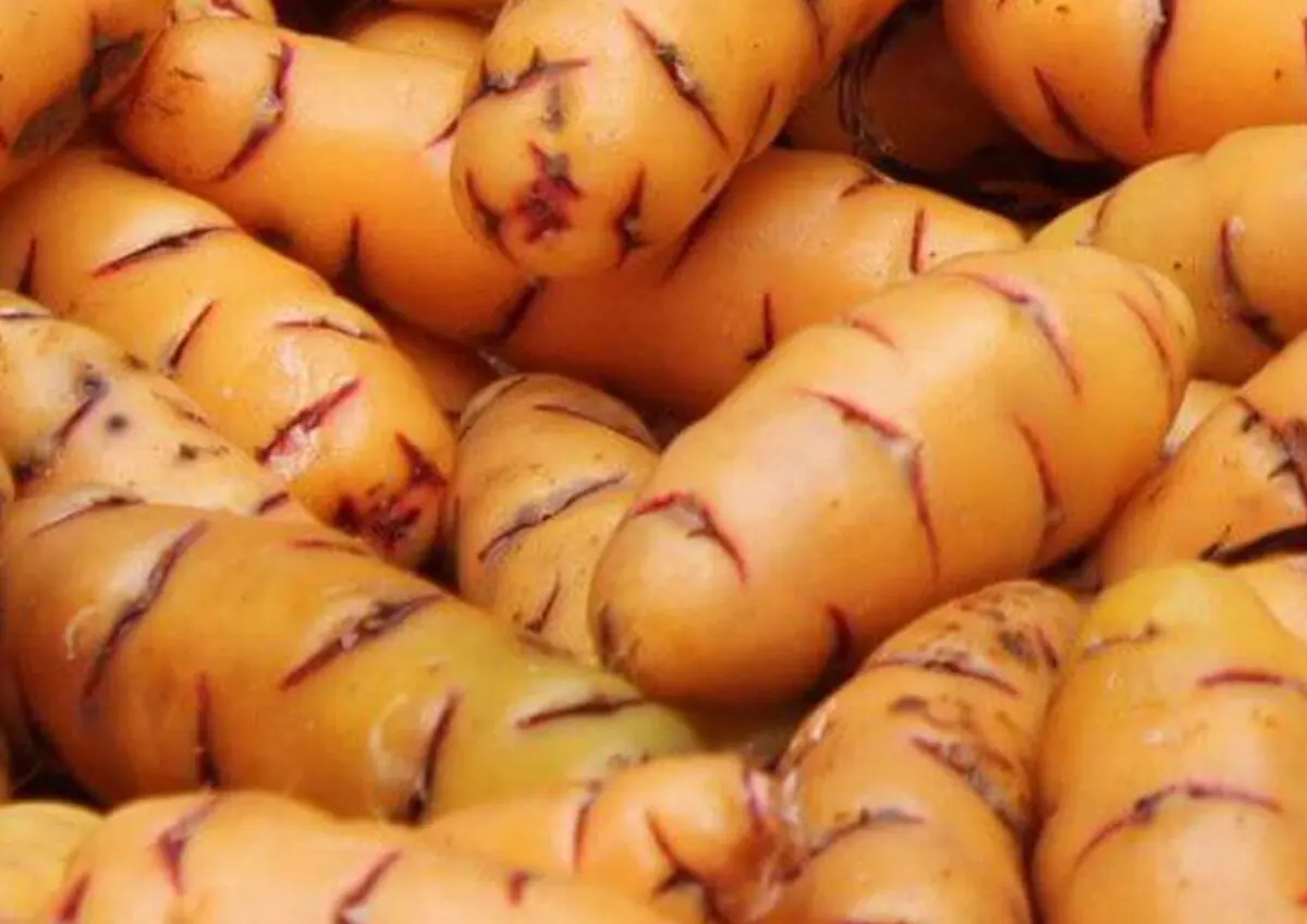 Oca