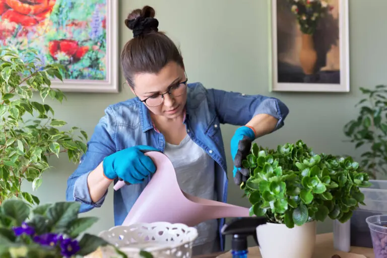 6 consejos para recuperar una planta ahogada por exceso de agua