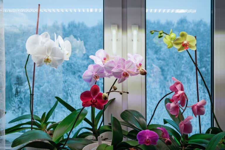 12 plantas de interior resistentes y con flores hermosas