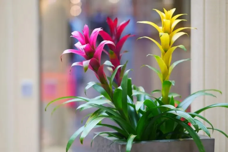 Bromelias.