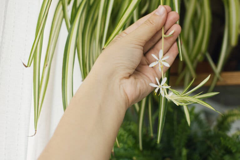 La cinta es una de las plantas de interior resistentes y con flores.