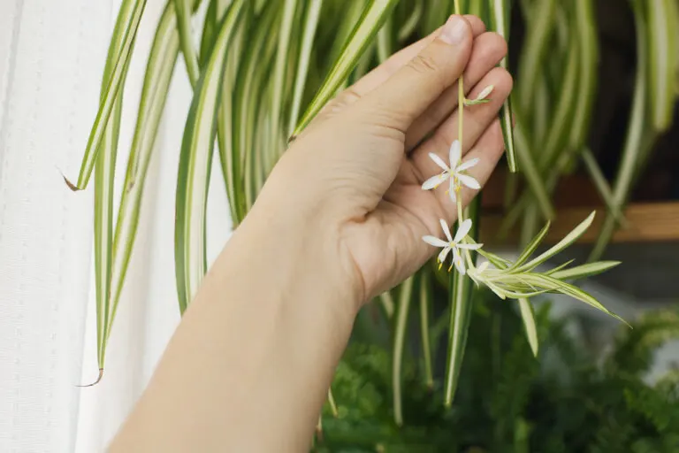 La cinta es una de las plantas de interior resistentes y con flores.