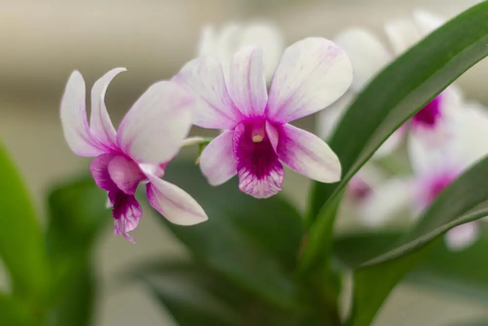 Orchidaceae
