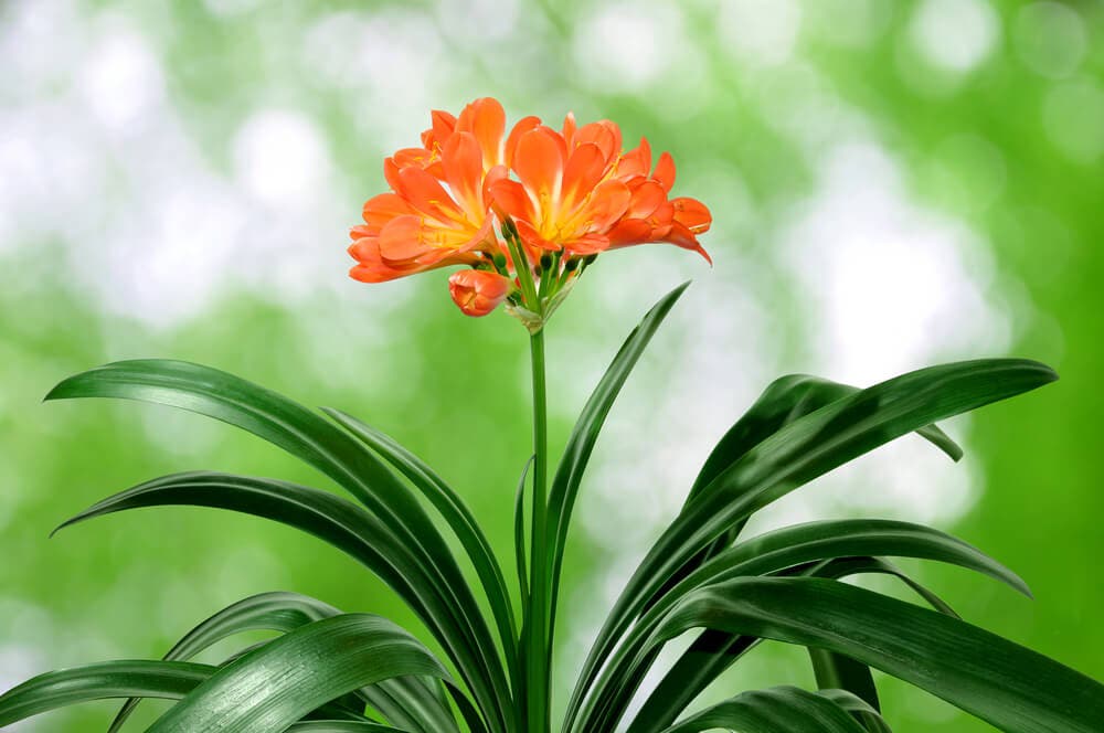 clivia miniata