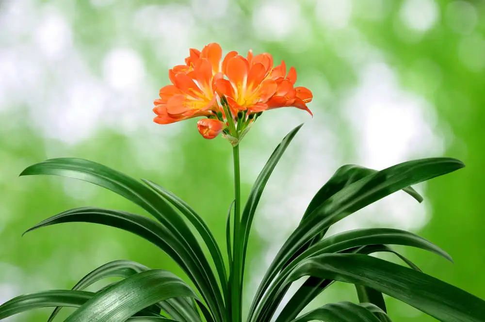 clivia miniata