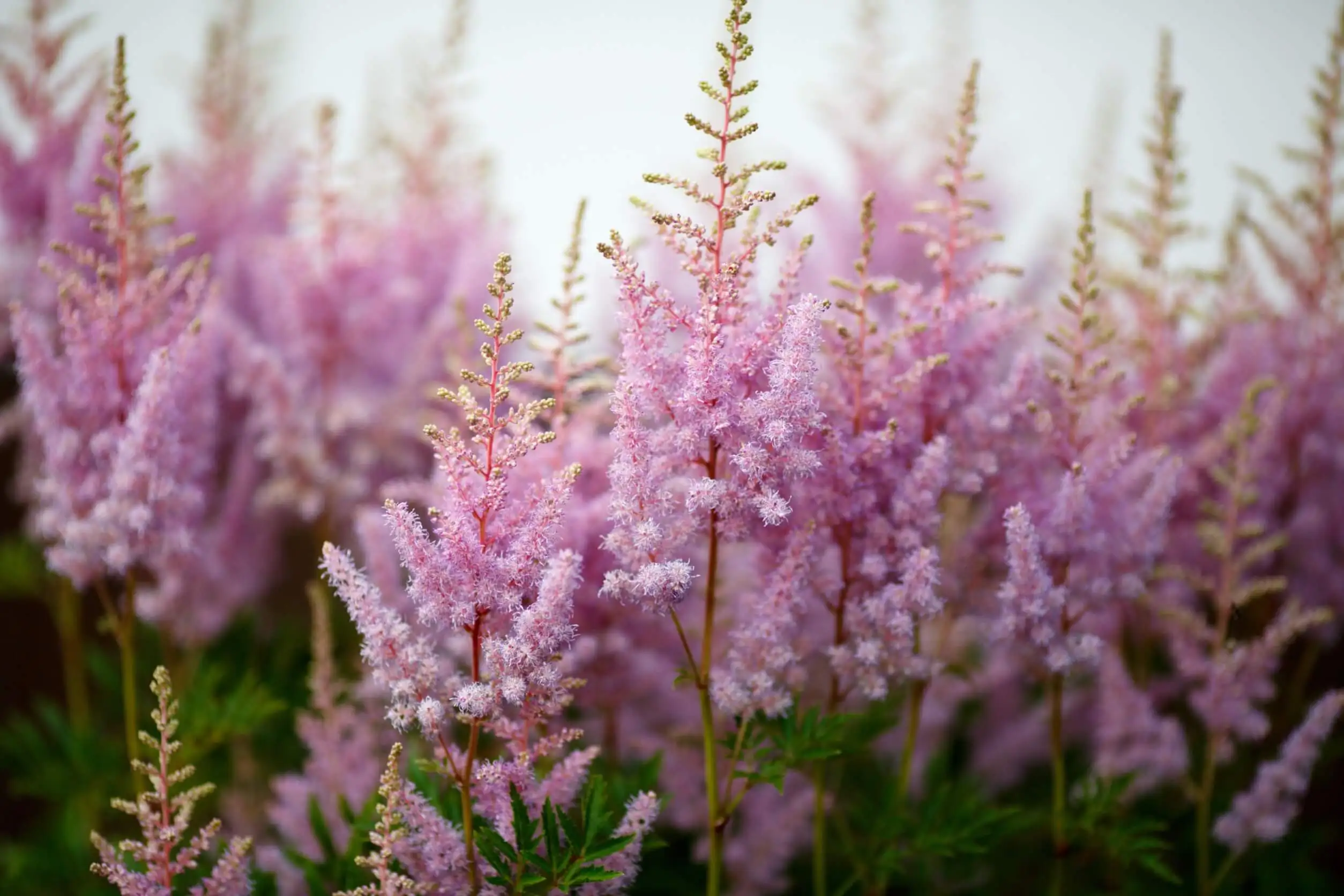 Astilbe
