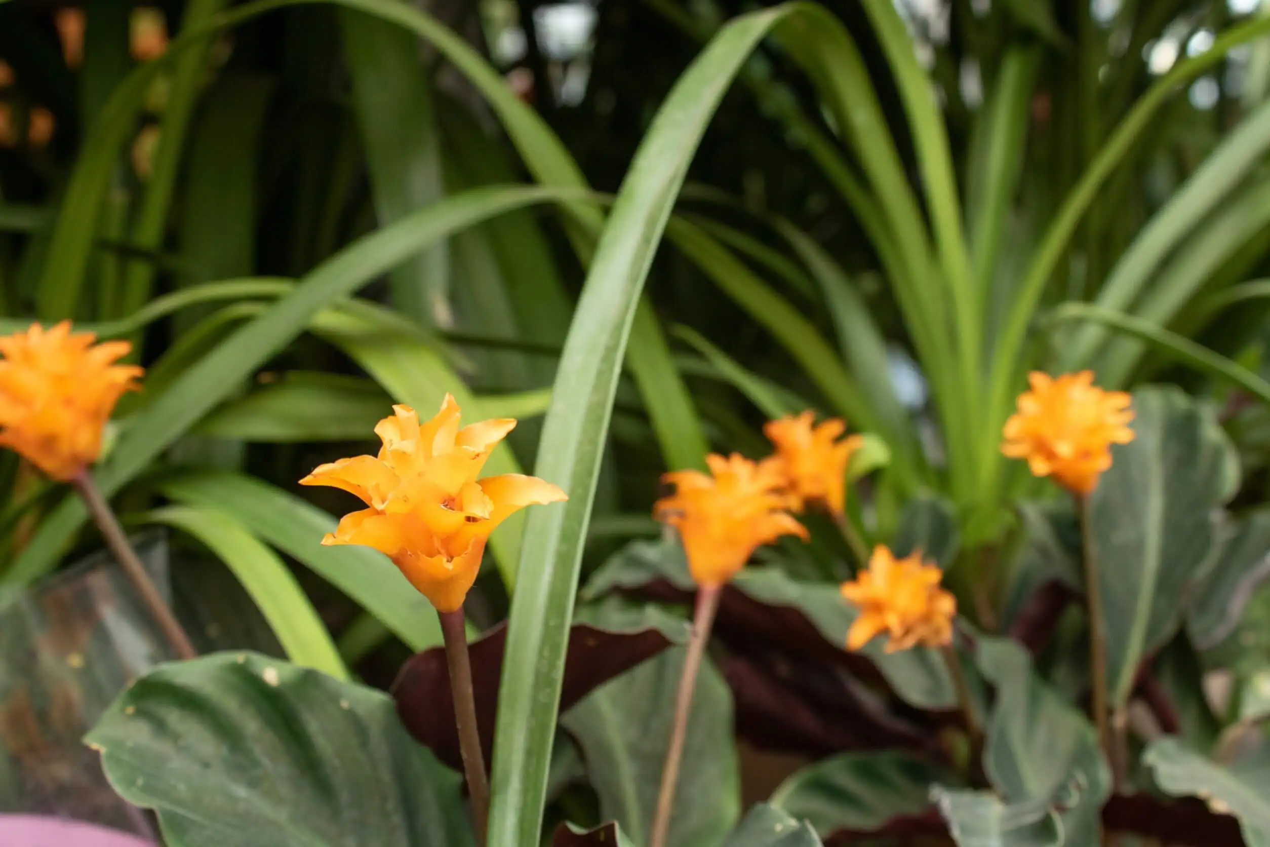 Flores de sombra: Calatea crocata