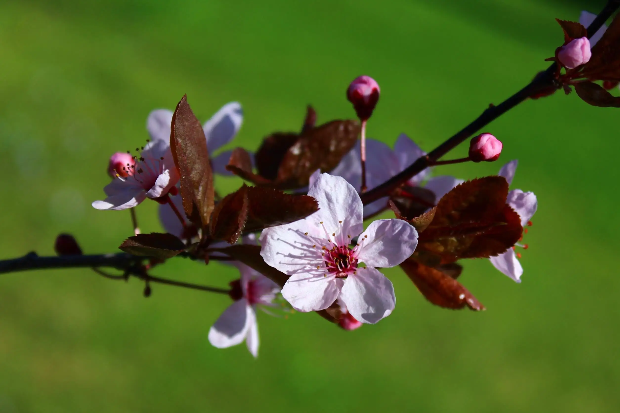Embora sua principal atração sejam as flores, as folhas desse arbusto também ficam vermelhas.