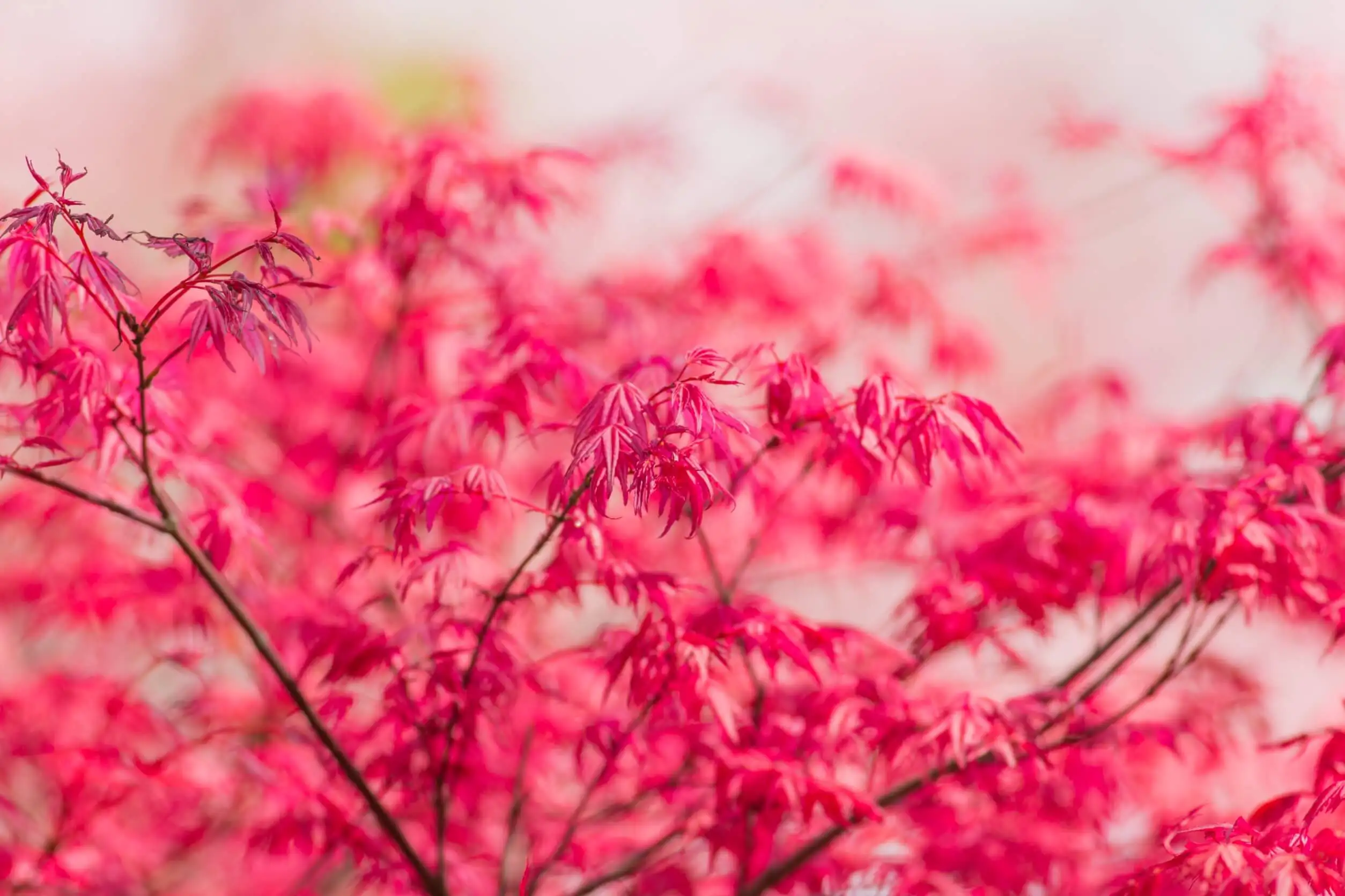 Cómo cuidar una Acer Palmatum 'trompenburg'