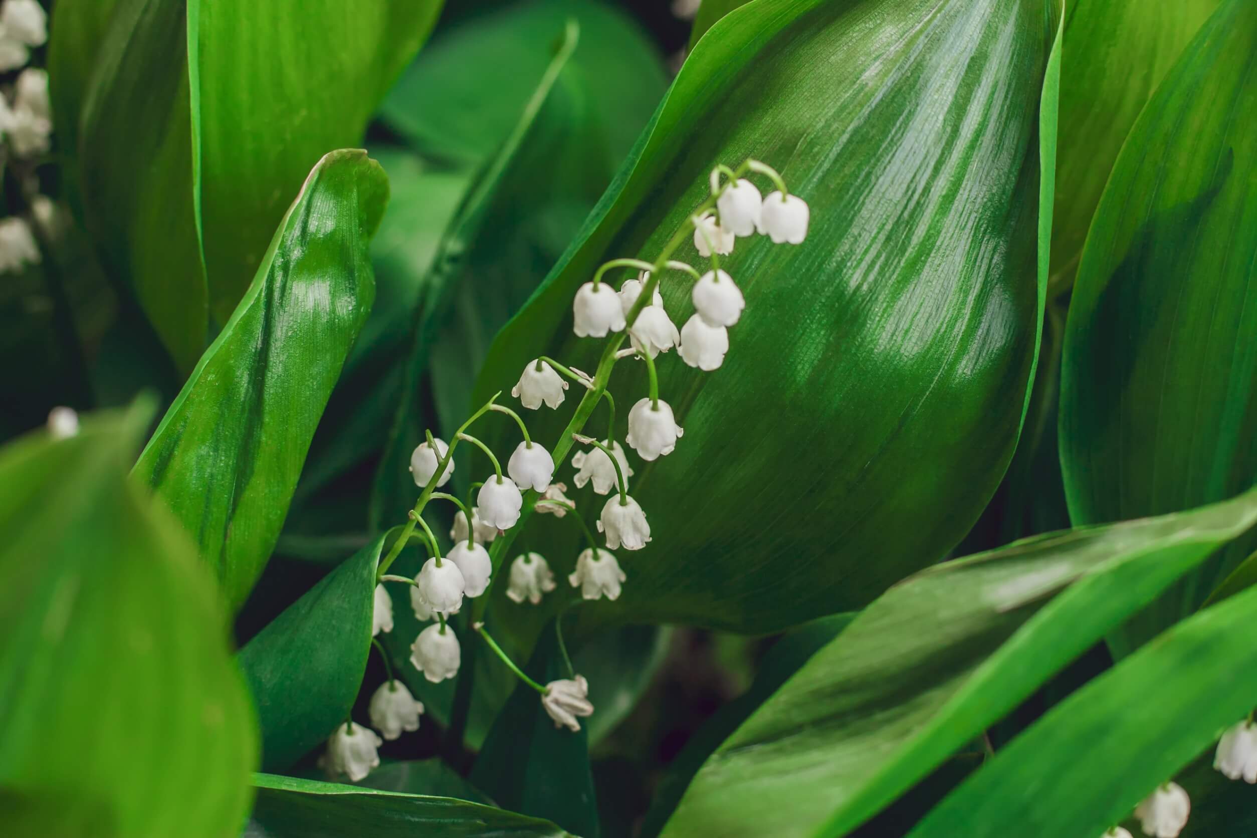 Convallaria majalis