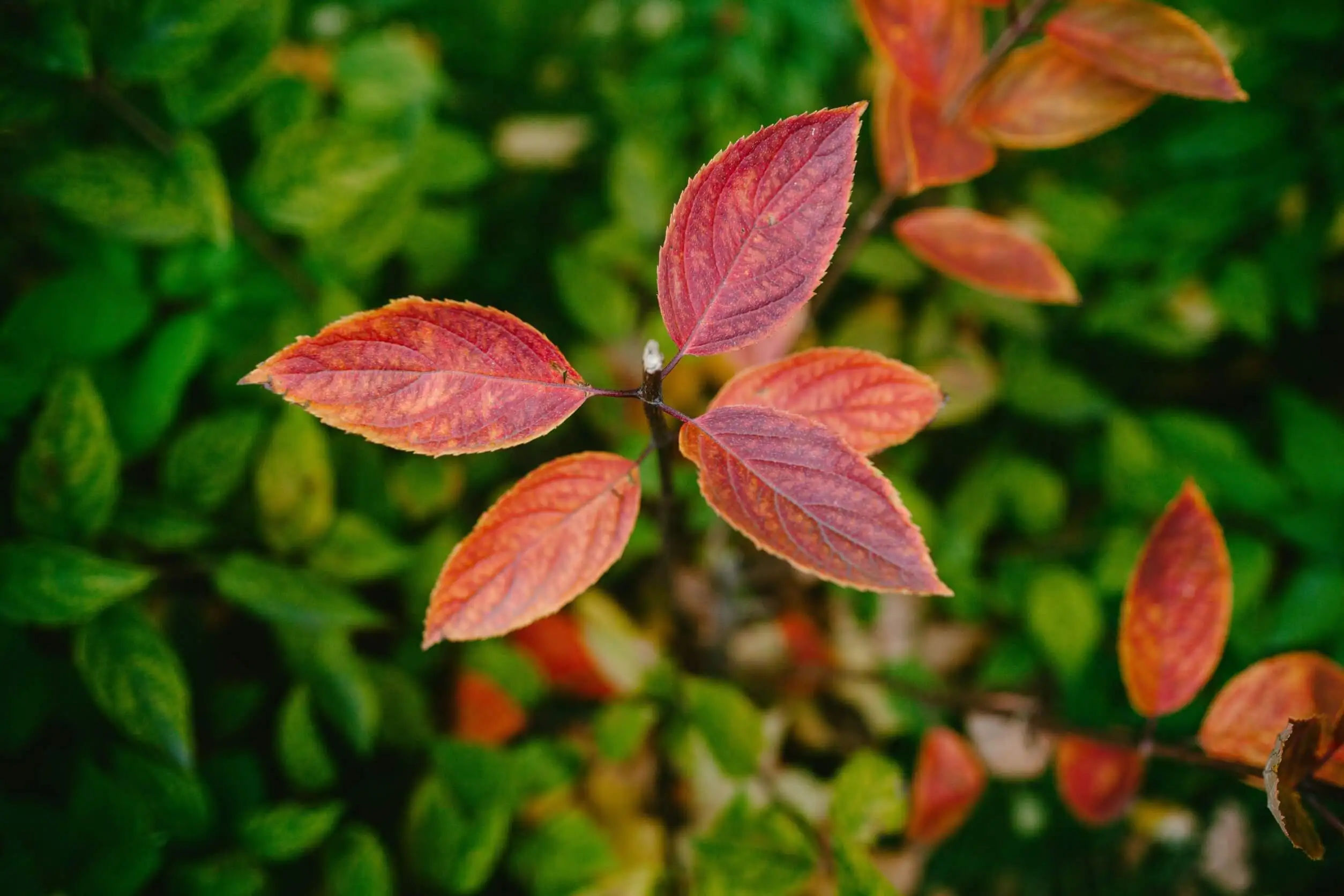 Cornus canadensis (Bunchberry) é um dos arbustos com folhas vermelhas