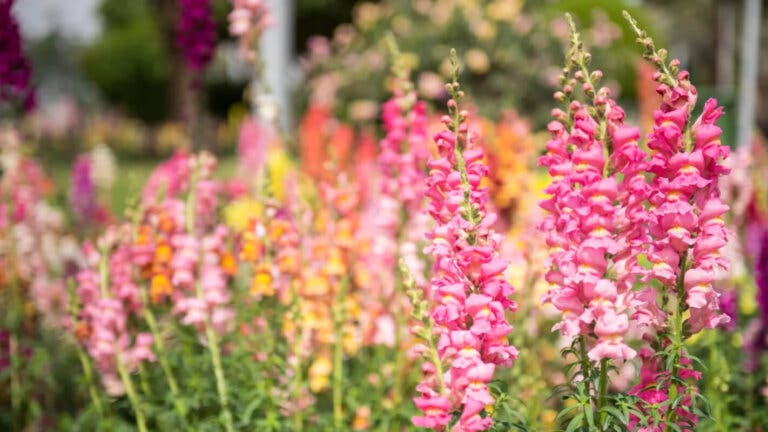 Así debes cuidar la boca de dragón para llenar tu jardín de color