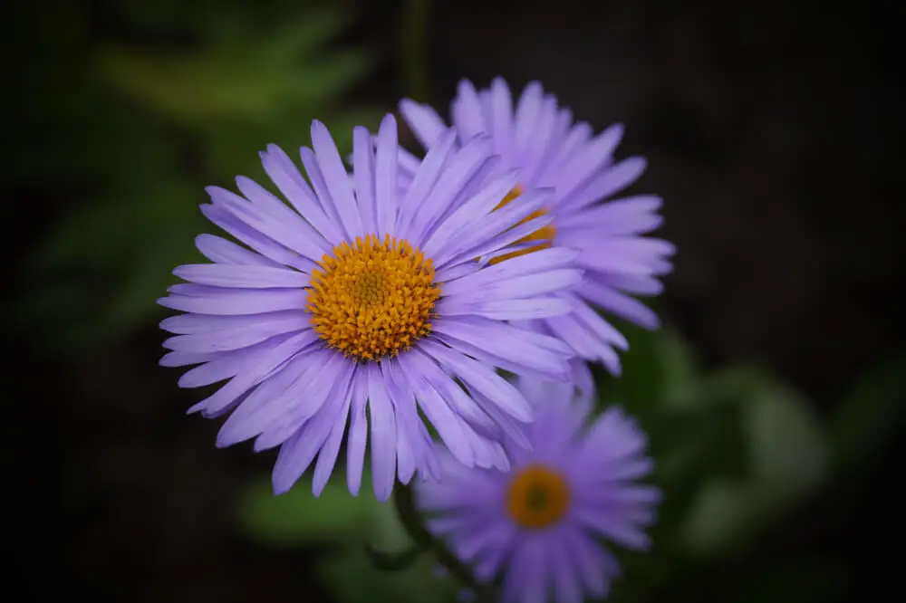 Flores de sombra: áster