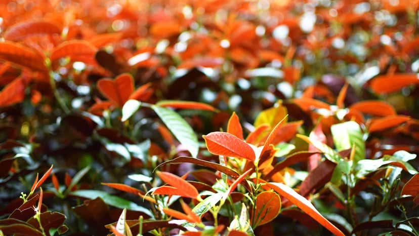 Arbres et arbustes aux feuilles rouges pour embellir les jardins
