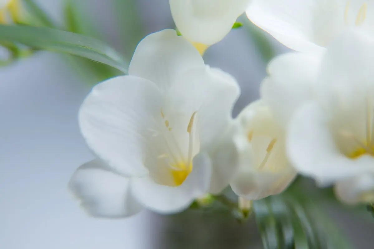Freesia andersoniae.