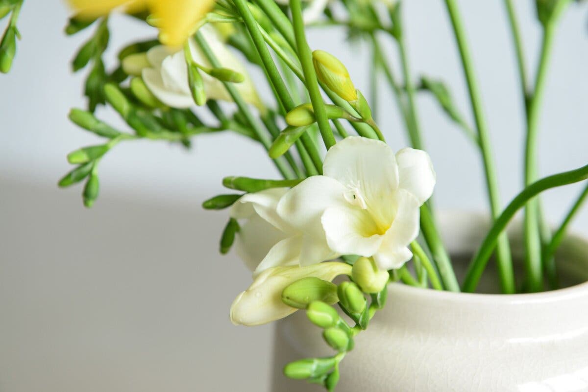 Flores de Freesia caryophyllacea.