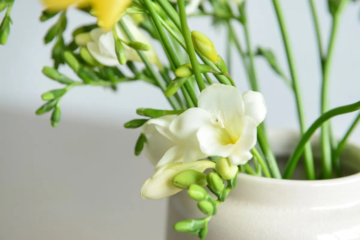 Flores de Freesia caryophyllacea.