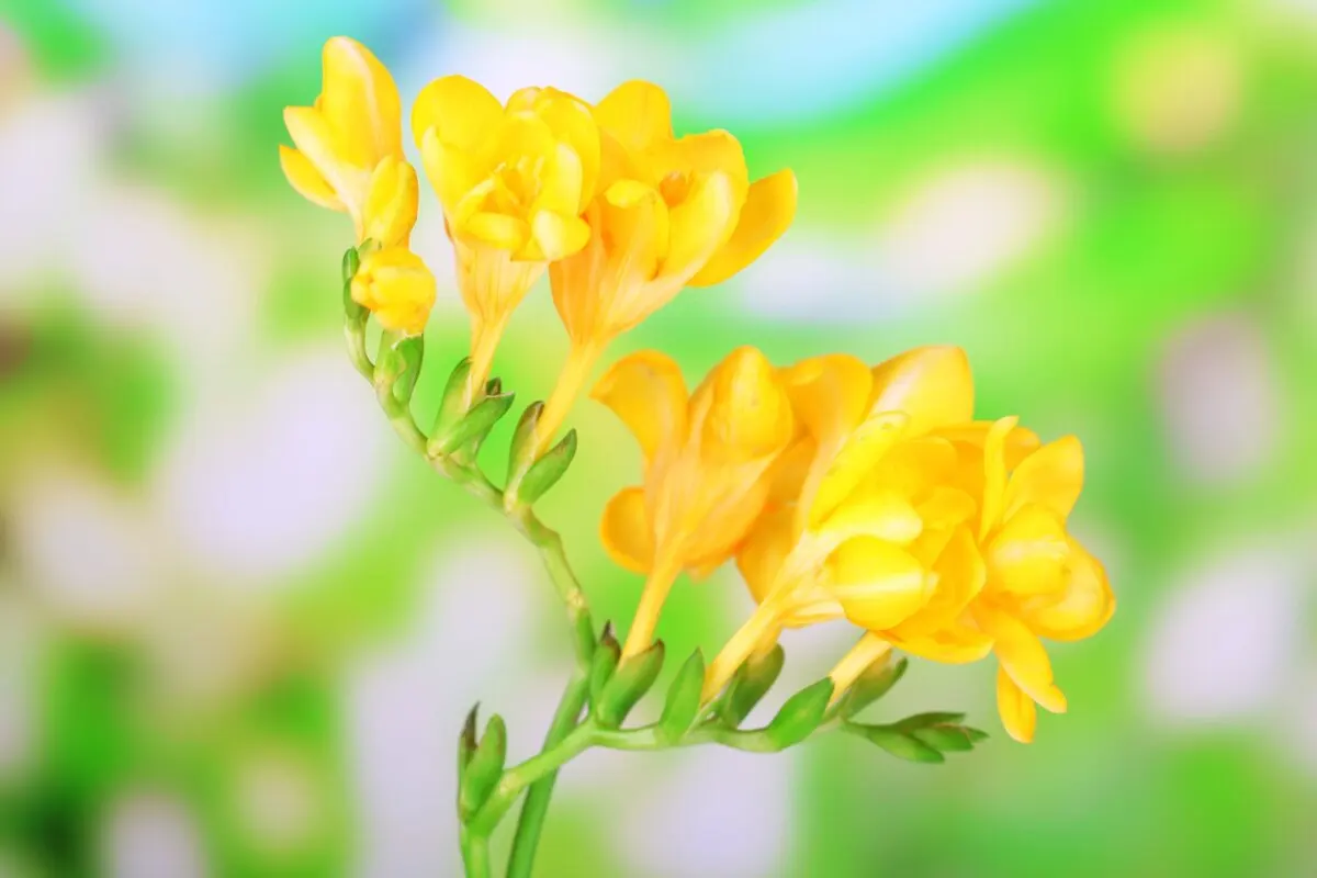 Freesia corymbosa.