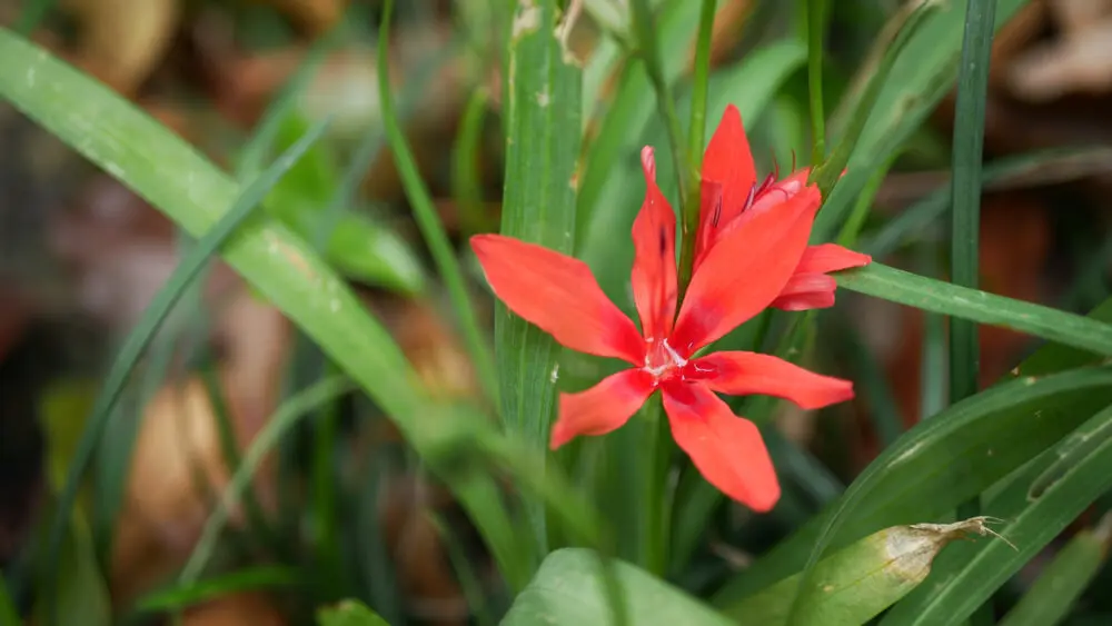 Flores de Fresia grandiflora.