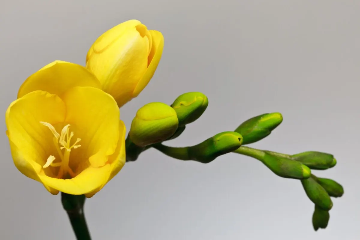 Freesia refracta