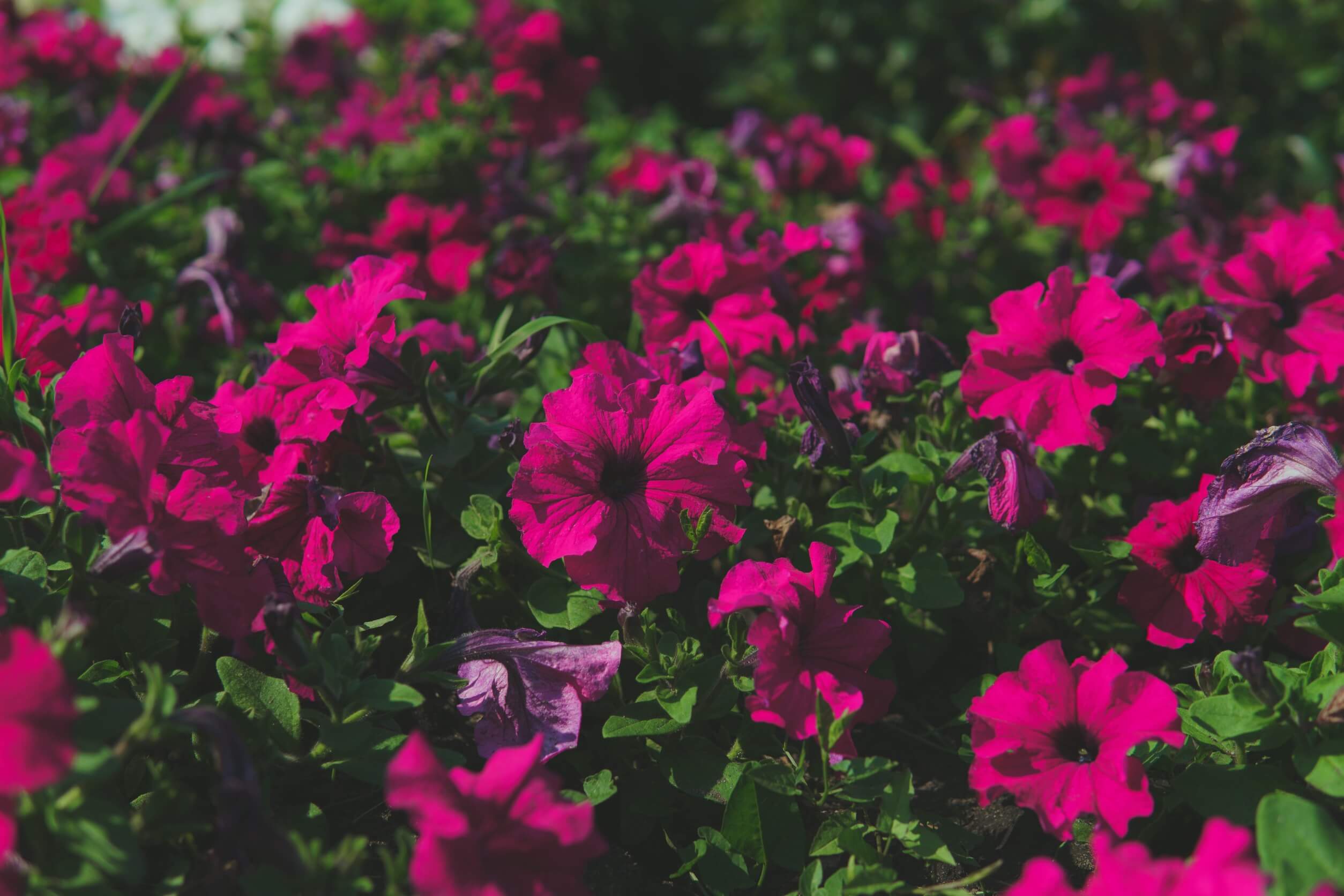 Fucsias