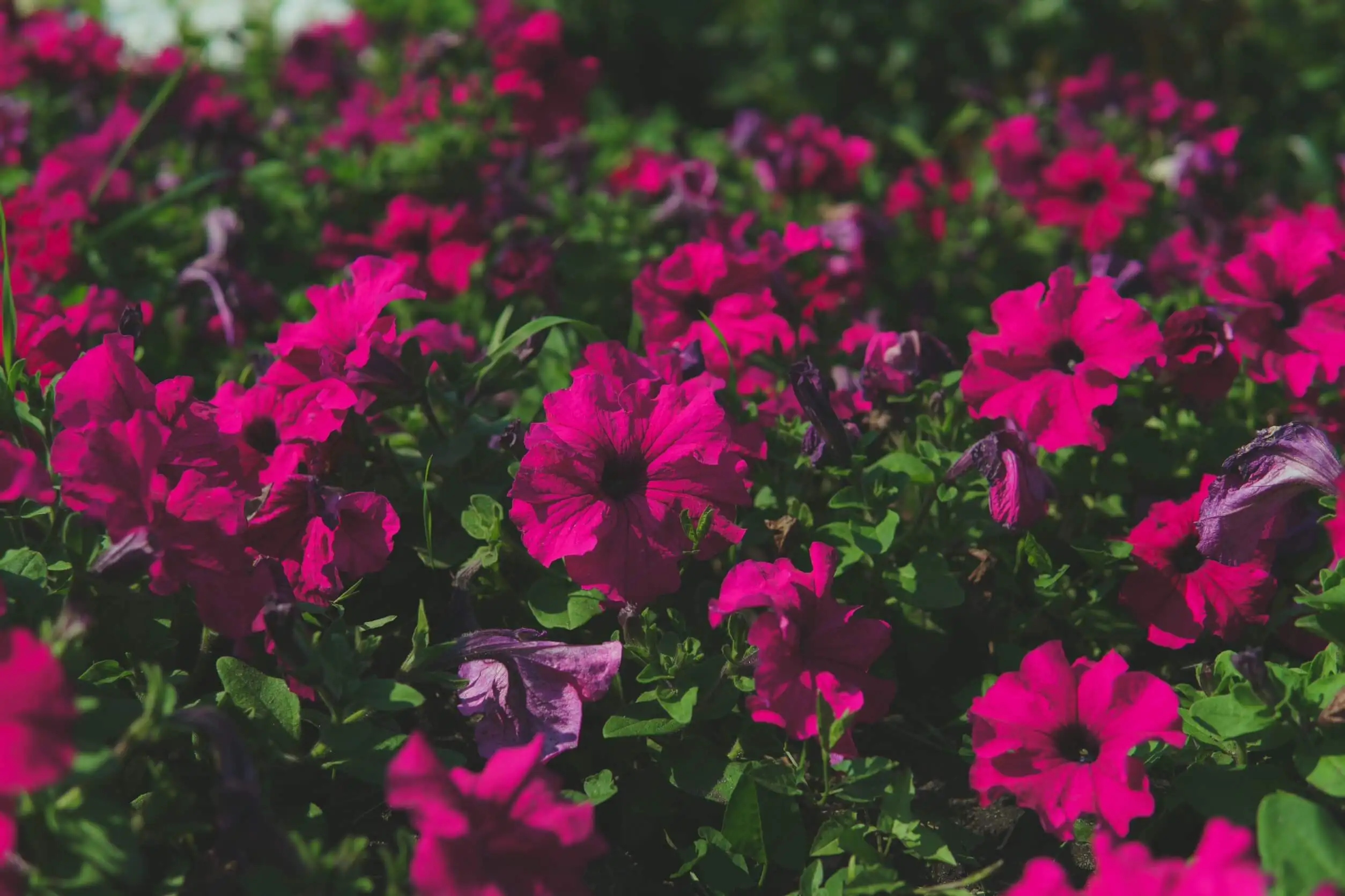 Fucsias
