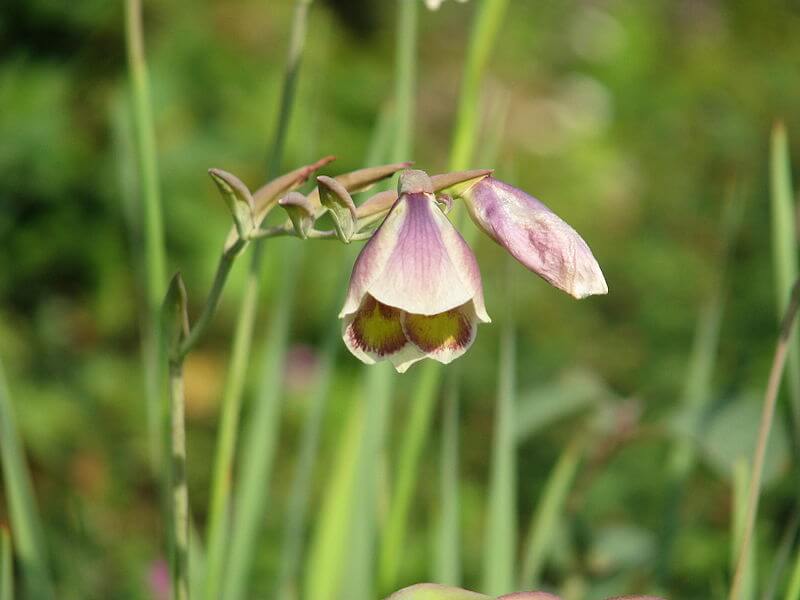 Gladiolus papilio