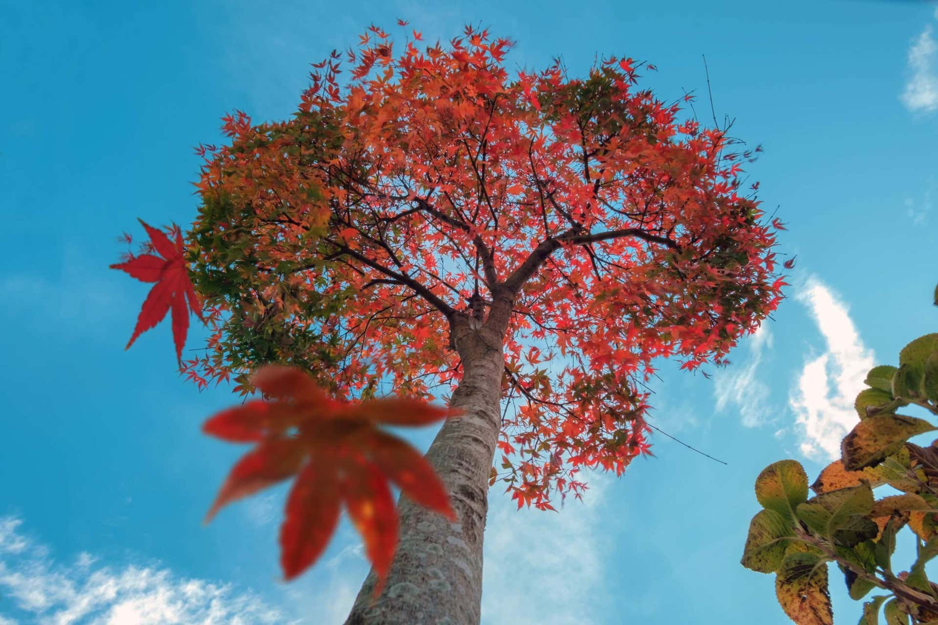 El liquidambar es un árbol cuyas hojas se ponen rojas en otño