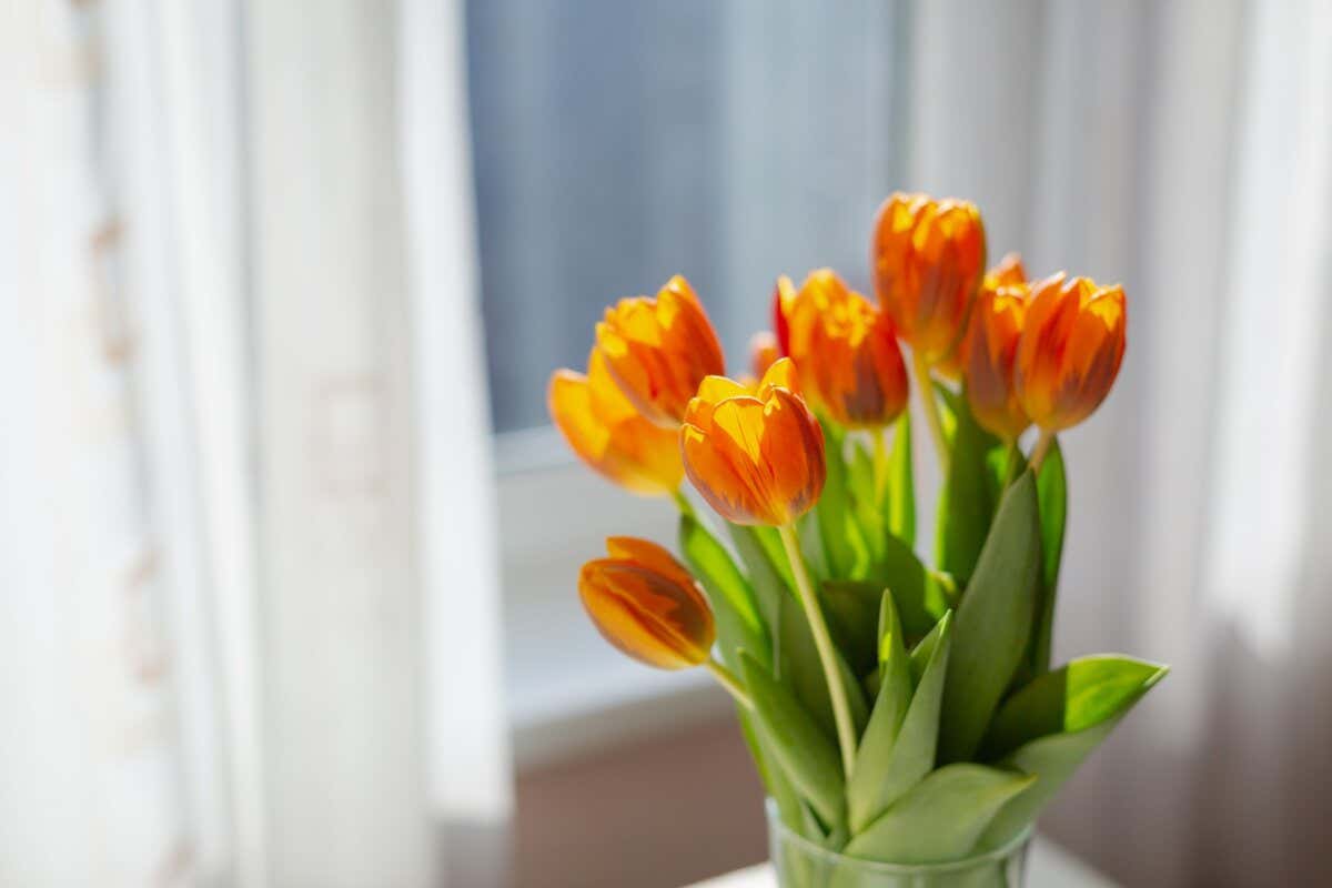 significado del tulipán naranja