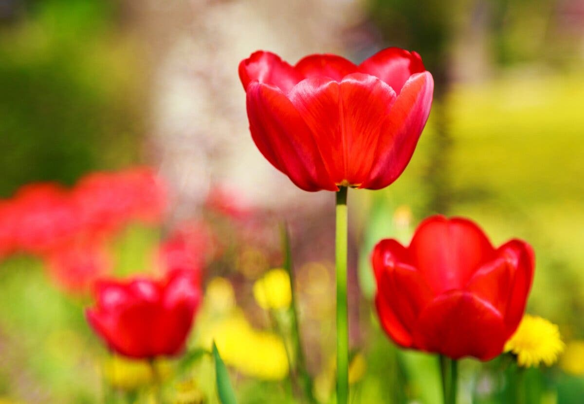 tulipes rouges