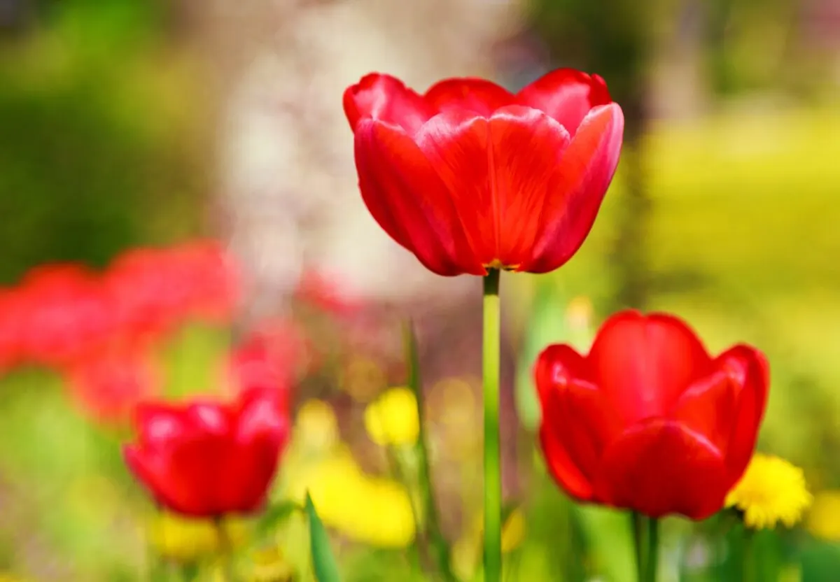 Tulipanes rojos