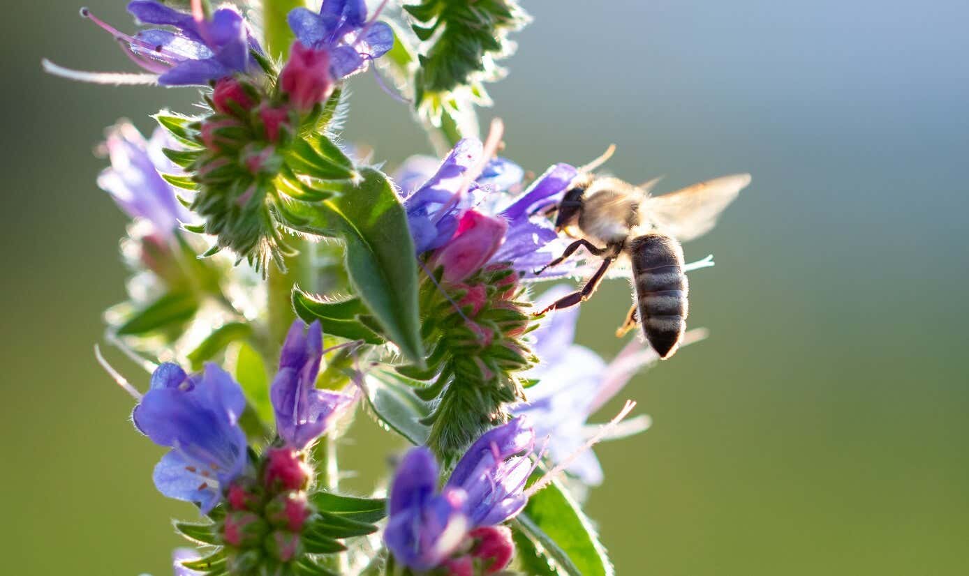 19 plantas para el jardín que las abejas aman
