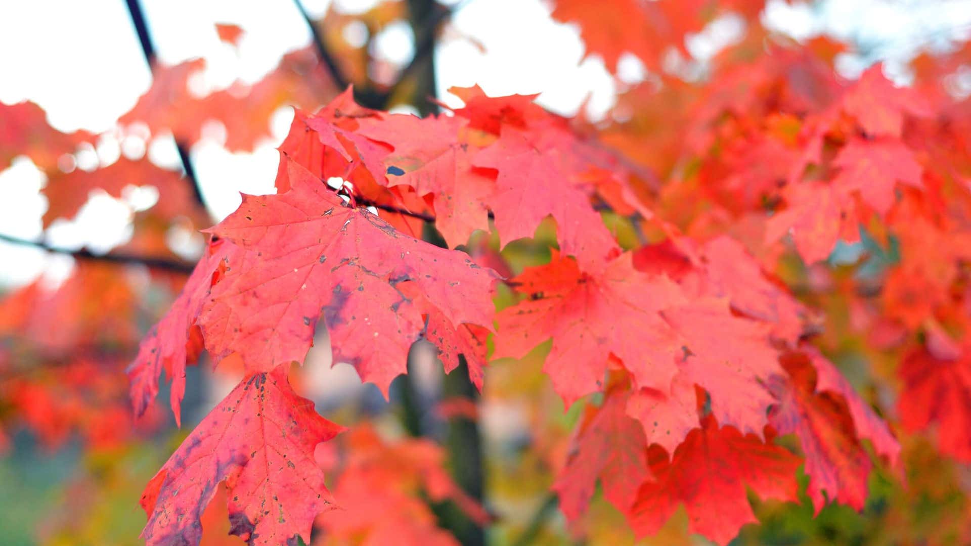 Arbres et arbustes aux feuilles rouges pour embellir les jardins